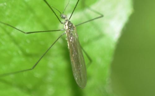 Réf. 346 681 : Ellipteroides lateralis